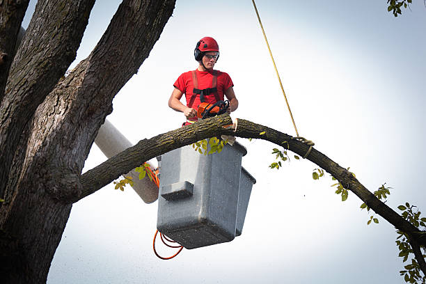 Delmar, DE  Tree Services Company